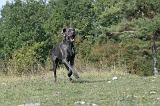 DOGUE ALLEMAND 027